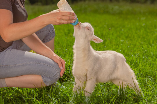 Person feeding milk to a white goat kid from a bottle in a green field.