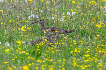 Eurasian Curlew in a summer meadow of grass with wild flowers