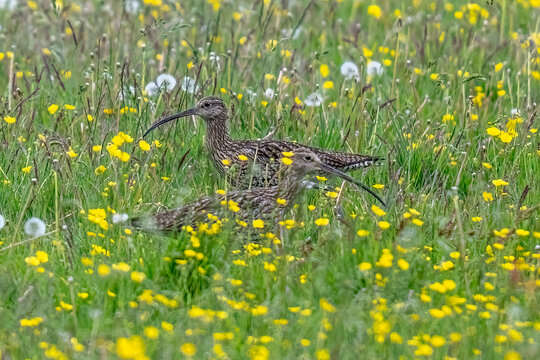 Eurasian Curlew in a summer meadow of grass with wild flowers
