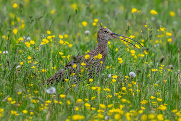 Eurasian Curlew in a summer meadow of grass with wild flowers
