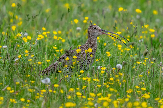 Eurasian Curlew in a summer meadow of grass with wild flowers