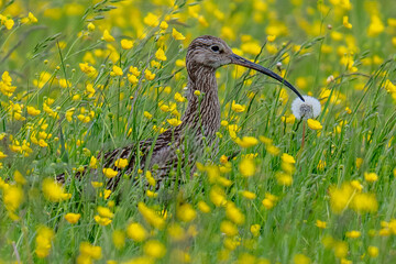 Eurasian Curlew in a summer meadow of grass with wild flowers