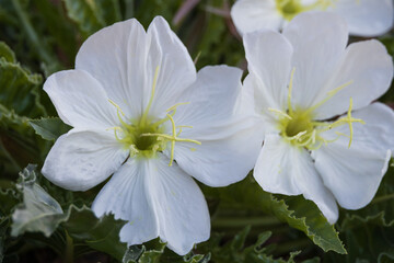 Tufted evening primrose, wildflower close-up