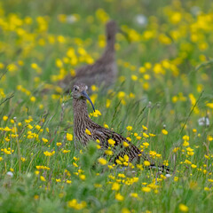 Eurasian Curlew in a summer meadow of grass with wild flowers