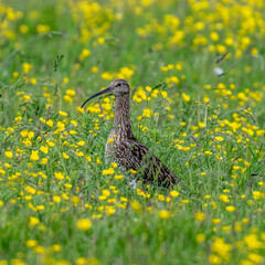 Eurasian Curlew in a summer meadow of grass with wild flowers