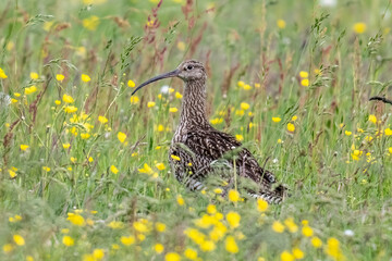 Eurasian Curlew in a summer meadow of grass with wild flowers