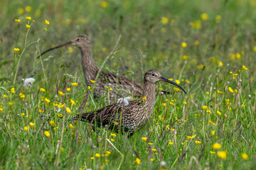 Eurasian Curlew in a summer meadow of grass with wild flowers