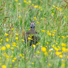 Eurasian Curlew in a summer meadow of grass with wild flowers