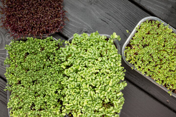 A close-up top-down view of four trays of vibrant microgreens on dark wood.