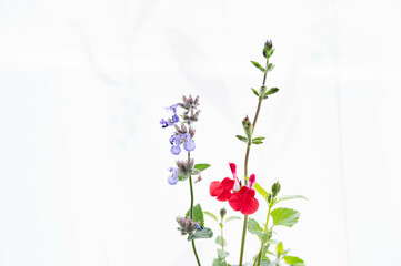 チェリーセージとキャットミント