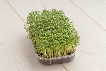 Dense, round leaves of microgreen in black tray, mature stage, on wooden surface.