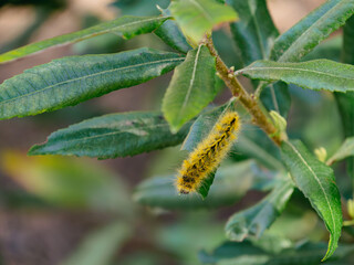 Fuzzy yellow caterpillar eating a leaf 
