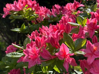 Rhododendron pink red flowers blossoming bush.