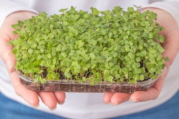 Hands holding a full tray of dense basil microgreens