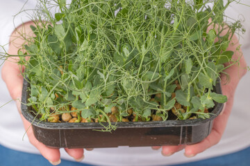 A close-up of pea shoot microgreens with curly tendrils