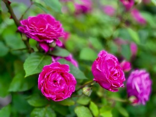 blooming roses in the garden	
