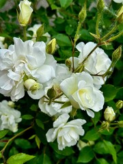 Obraz premium blooming roses in the garden 