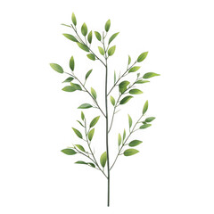Fototapeta premium Green leaves branch botanical element on white background on transparent background
