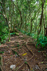 Path through the forest in the mountain Morne. Mahe, the Seychelles