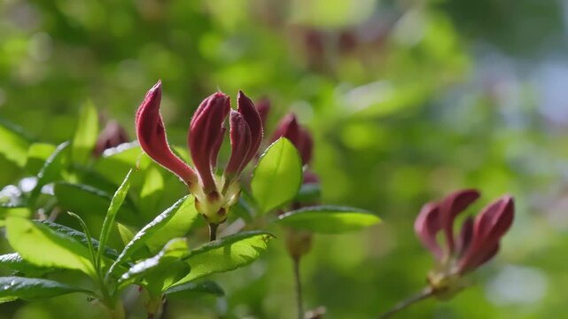 close-up of red flower buds on vibrant green