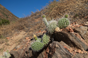 Budding Prickly Pear cactus patch