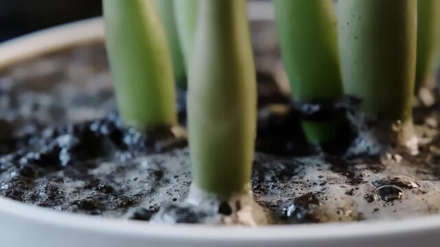 close-up of fresh water nourishing indoor plant