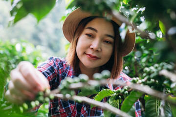 Smiling hill tribe farmer harvesting ripe arabica coffee cherries in a lush mountain plantation. Organic highland coffee farming.