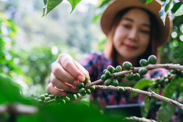 Smiling hill tribe farmer harvesting ripe arabica coffee cherries in a lush mountain plantation....