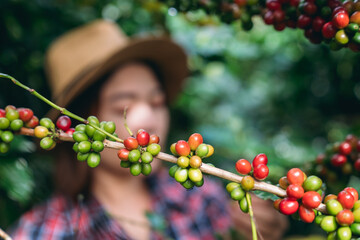 Smiling hill tribe farmer harvesting ripe arabica coffee cherries in a lush mountain plantation....