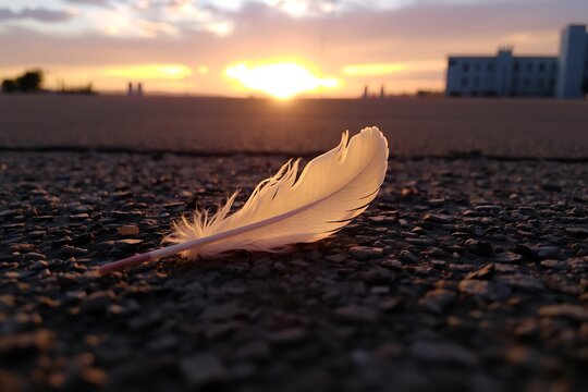 feather on the beach