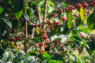 Raw coffee beans growing on trees in farms and gardens, glistening with morning dew during the harvest season.