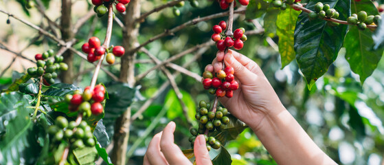 Smiling hill tribe farmer harvesting ripe arabica coffee cherries in a lush mountain plantation....
