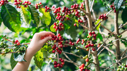 Smiling hill tribe farmer harvesting ripe arabica coffee cherries in a lush mountain plantation....