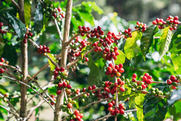 Smiling hill tribe farmer harvesting ripe arabica coffee cherries in a lush mountain plantation. Organic highland coffee farming.