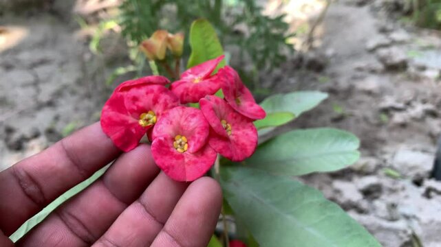 Hand holding pink flowers with green leaves