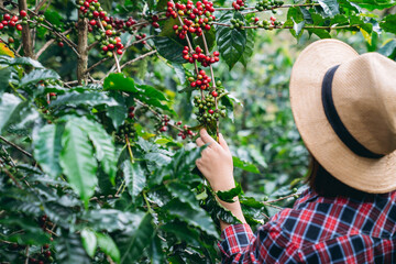 Smiling hill tribe farmer harvesting ripe arabica coffee cherries in a lush mountain plantation. Organic highland coffee farming.