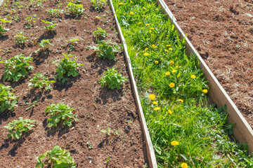 Raised garden beds with strawberry plants and a grassy pathway between them. The image represents...