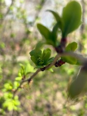 Sprouting bud on a tree close up