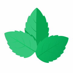 green leaf isolated on white