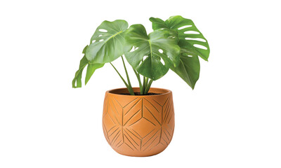 Terracotta clay pot, geometric planter isolated on transparent or white background