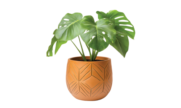 Terracotta clay pot, geometric planter isolated on transparent or white background