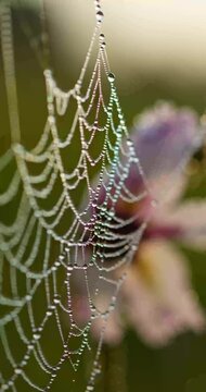 Glistening Dew Drops on Delicate Spiderweb - Macro 4K Video