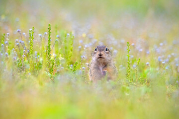 little speckled ground squirrel in a big blooming world © Alexey
