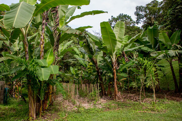 Agroforestry system in Brazil syntropic agriculture
