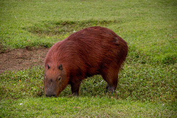Capybara Hydrochoerus hydrochaeris eating grass in Barigui Park in Curitiba Paran&aacute; Brazil
