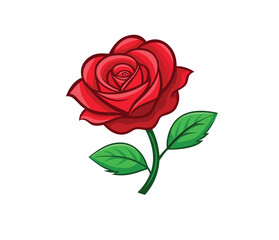 Fototapeta premium red rose isolated on white