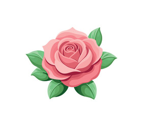 pink rose on white background