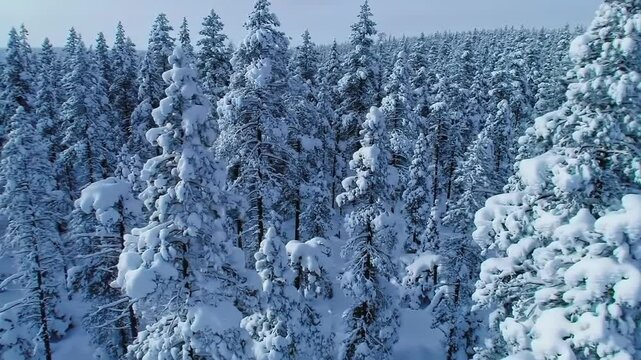Aerial Snowscape Of Winter Forest And Mountain Landscape