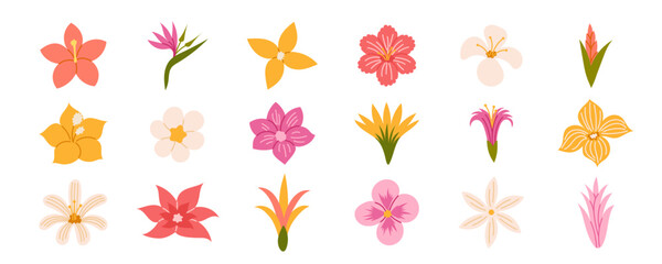 Tropical flowers. Exotic flowers hibiscus, plumeria, bird of paradise, orchid, heliconia. Vector illustration. © Tetiana