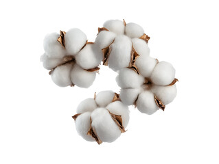 Cotton bolls isolated on transparent or white background, png